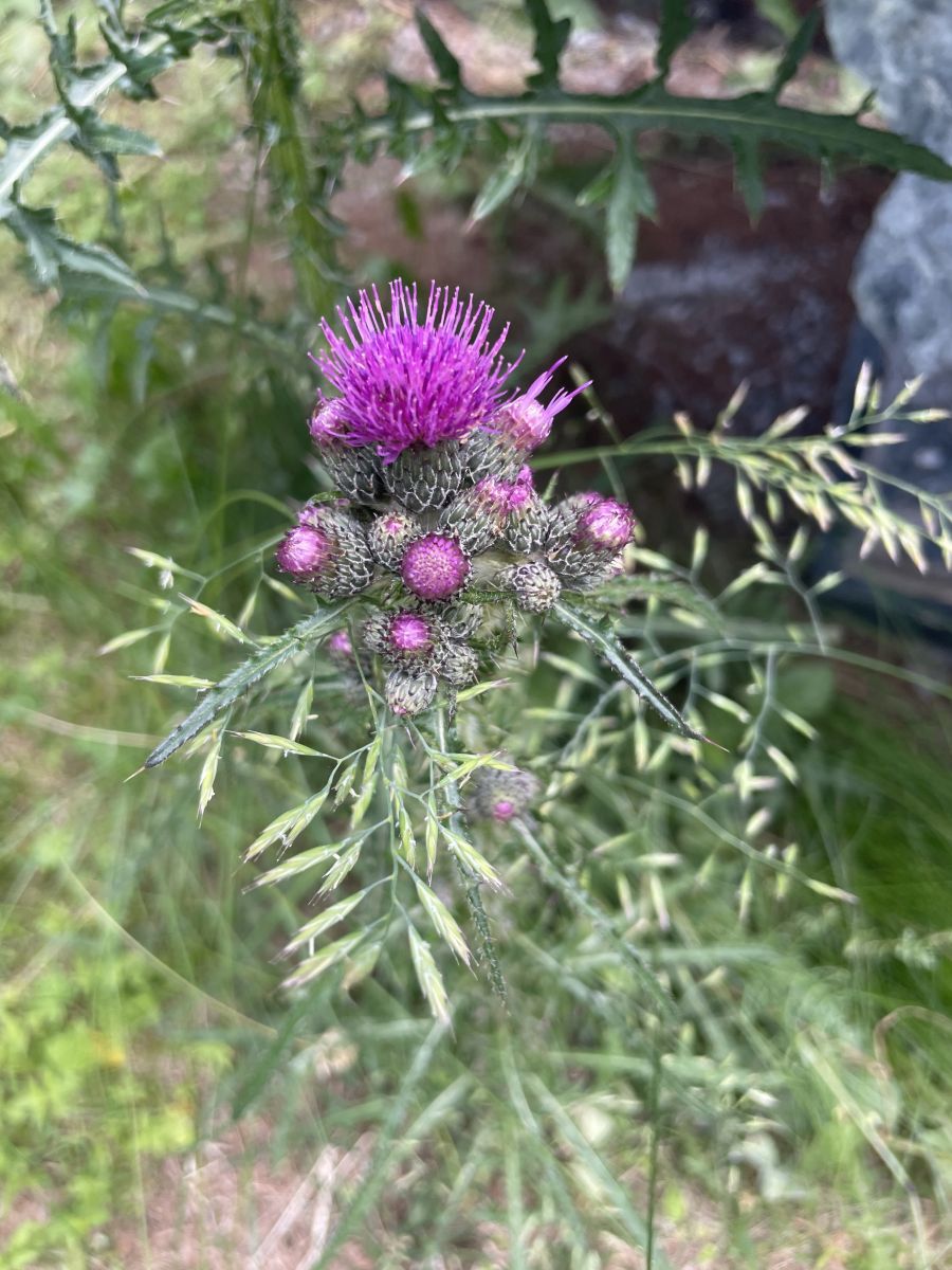 Distel2